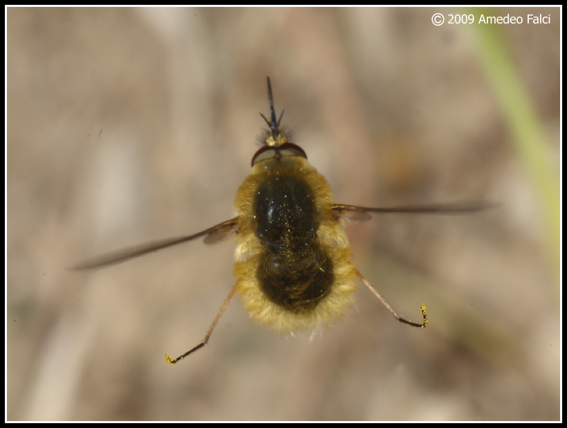 Dalla Sicilia Bombylius poss.canescens (Bombyliidae)